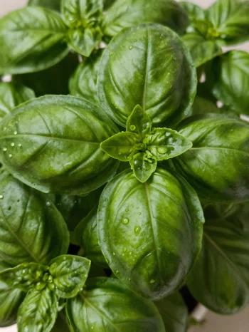 Basil kering dan bubuk basil di permukaan kayu